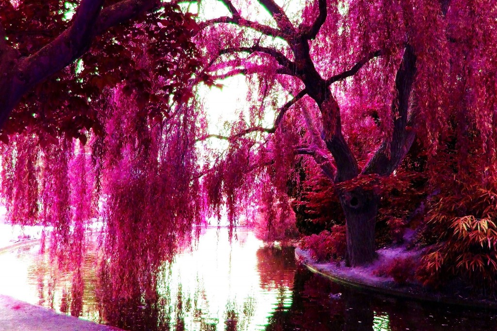 the-color-pink-wallpaper-6-1024x682